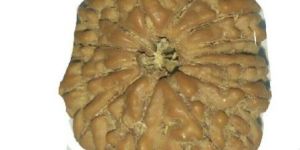 Rudraksha Beads 13 Face Nepal