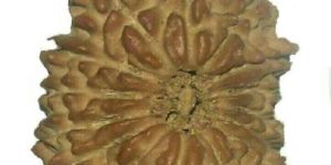 Rudraksha Beads 14 Face Nepali