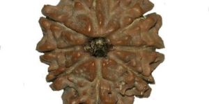 8 Face Nepali Rudraksha Beads