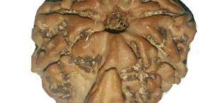 Rudraksha Savar One Mukhi Nepali
