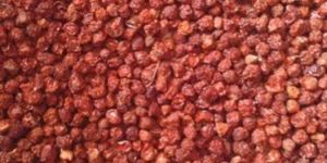 Gloriosa Superba Seeds