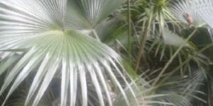Desi Palm Plant