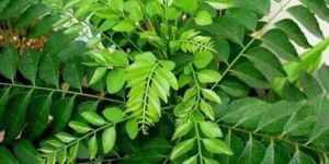 Curry Leaves
