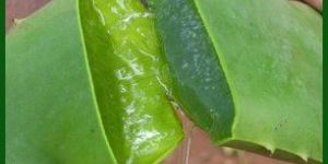 Aloe Vera Juice