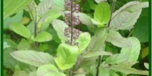 Tulsi Leaf