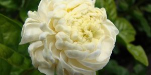 Jasmine Perfume Agarbatti
