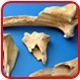 Animal Bone