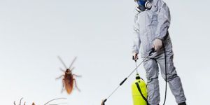 Cockroach Control Services
