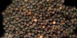 Black Pepper Seeds