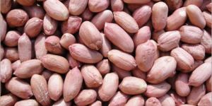Raw Peanut Kernels