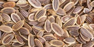 Dill Seeds