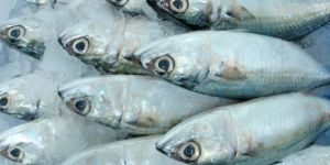 Frozen Indian Mackerel