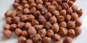 Black Chickpeas