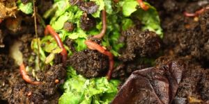 Vermi Compost Fertilizer