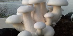 Milky Mushroom Cultivation