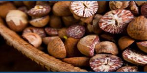 Betel Nuts