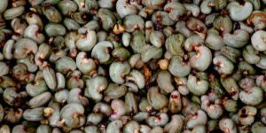 Cashews Kernels
