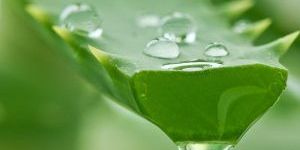 Aloe Vera Gel Concentrate