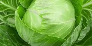Fresh Cabbage