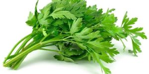 Fresh Celery Leaves