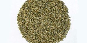 Green Millet