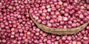Indian Red Onion