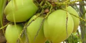 Fresh Tender Coconuts