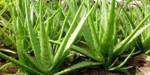 Aloe Vera Leaves