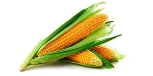 Yellow Maize