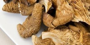 Dried Oyster Mushroom