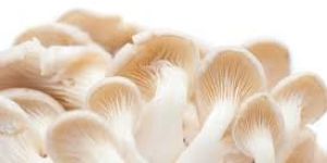 Fresh Oyster Mushroom
