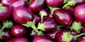 Fresh Brinjal