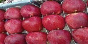 Kashmiri Apples
