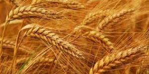 HD-2967 Wheat Seeds