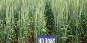 HD-3086 Wheat Seeds