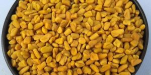 Fenugreek