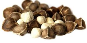 Moringa Seeds