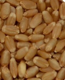 Sortex Clean Wheat