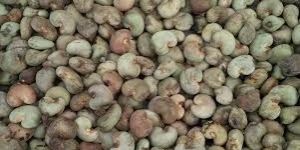 Cashew Nuts