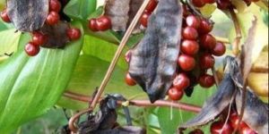 Gloriosa Superba Seeds