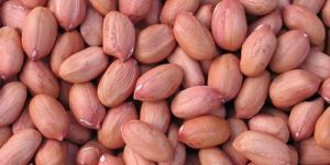 Groundnut Kernels