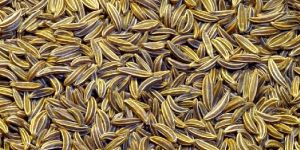 Cumin Seeds