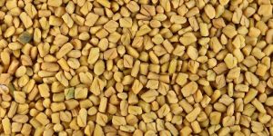 Fenugreek Seed