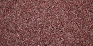 Mustard Seeds