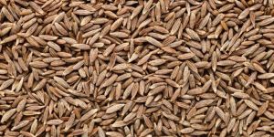 Cumin Seeds