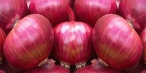 Onions