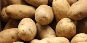 Fresh Potato