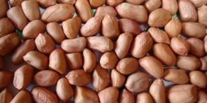 Groundnut Kernels