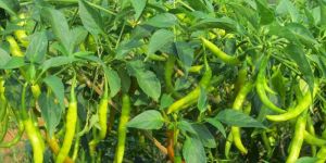 Hybrid Chilli Seeds