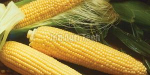 Hybrid Maize Seeds